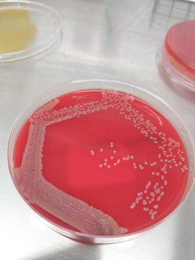 Zenit-laboratorio-pododermatitis-conejo-2