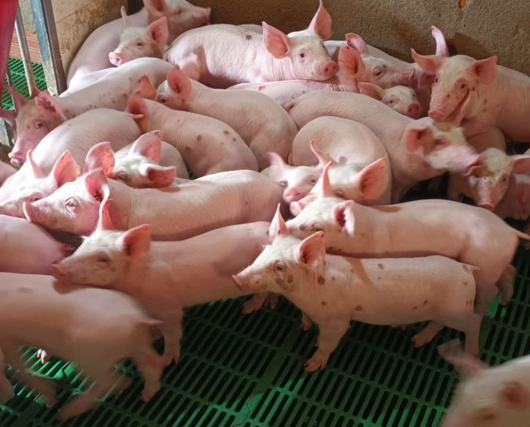 Zenit - Laboratorio de análisis y servicios de diagnóstico veterinario