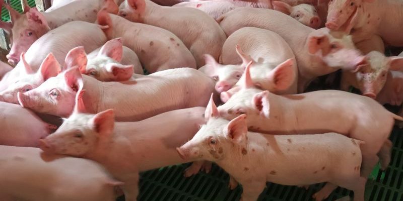 Zenit - Laboratorio de análisis y servicios de diagnóstico veterinario